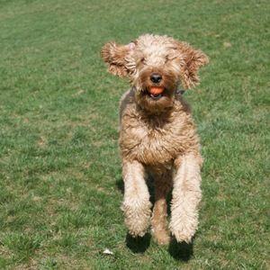 Meet your Posher, Brian